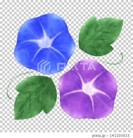 水彩風格牽牛花插畫 141103015