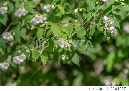 White jasmine blossoms on green leafy shrub in sunlight White jasmine blossoms on green leafy shrub in sunlight 141103027