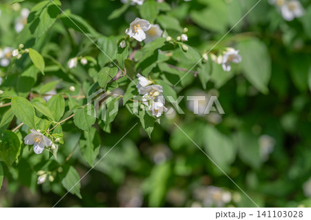 White jasmine flowers on green leafy shrub in soft natural light White jasmine flowers on green leafy shrub in soft natural light 141103028