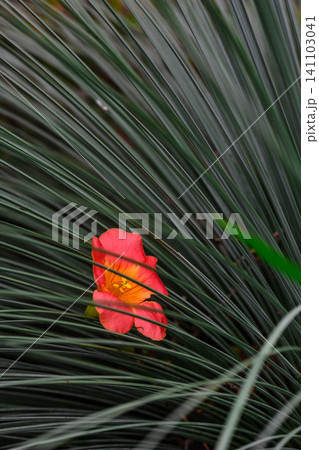 ノウゼンカズラの花びら ノウゼンカズラの花びら 141103041