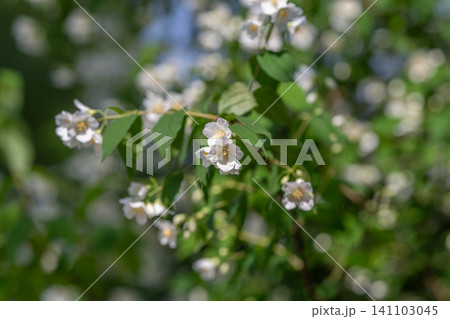 White jasmine blossoms on green branch in soft natural light 141103045