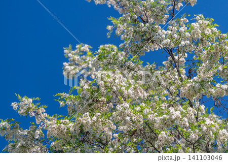 Blooming white locust flowers on green branches against blue sky 141103046