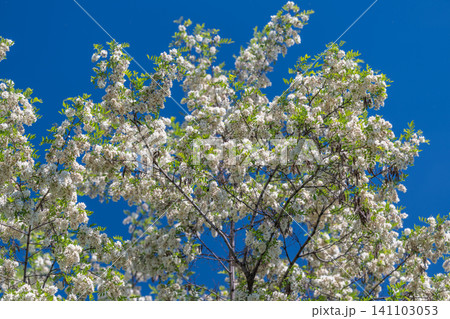 Blooming white locust flowers on green branches against blue sky Blooming white locust flowers on green branches against blue sky 141103053