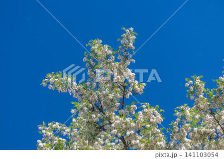 Blooming tree canopy against clear blue sky Blooming tree canopy against clear blue sky 141103054