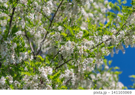 White spring blossoms on leafy branches White spring blossoms on leafy branches 141103069