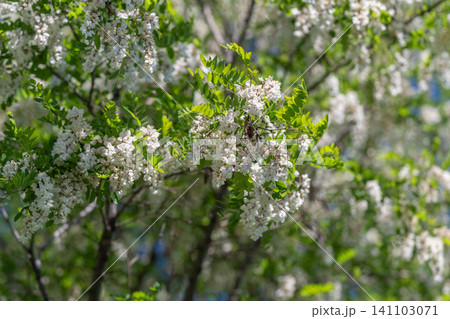 Blossoming white spring flowers on leafy tree branches Blossoming white spring flowers on leafy tree branches 141103071