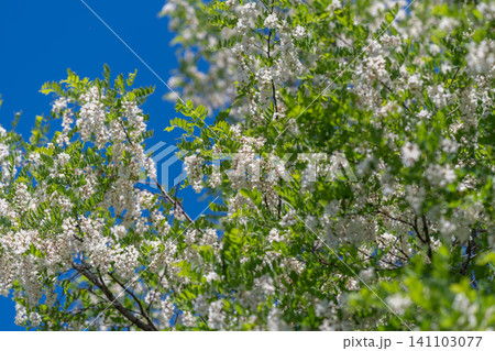 Blooming black locust branch against clear blue sky Blooming black locust branch against clear blue sky 141103077