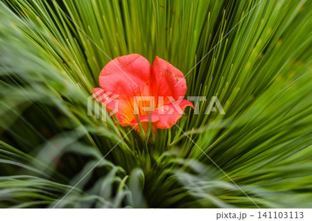 ノウゼンカズラの花びら ノウゼンカズラの花びら 141103113