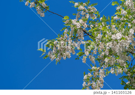 Blooming black locust branch against clear blue sky Blooming black locust branch against clear blue sky 141103126