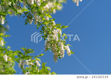 Blooming black locust branch against clear blue sky Blooming black locust branch against clear blue sky 141103134