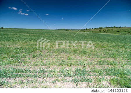 Wide grassy field under deep blue sky with distant tree line Wide grassy field under deep blue sky with distant tree line 141103138