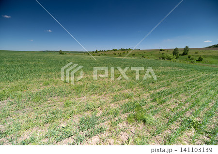 Wide green agricultural field under clear blue sky Wide green agricultural field under clear blue sky 141103139