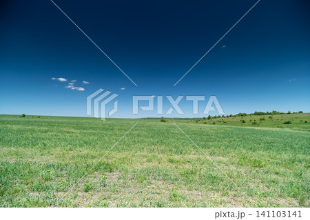 Wide grassy meadow under deep blue sky with distant treeline Wide grassy meadow under deep blue sky with distant treeline 141103141