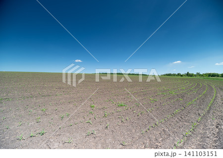 Plowed field under clear blue sky with distant tree line Plowed field under clear blue sky with distant tree line 141103151