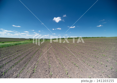 Harvested cotton field under clear blue sky Harvested cotton field under clear blue sky 141103155
