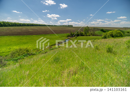 Sunny rural meadow leading to a distant cornfield under a blue sky 141103161