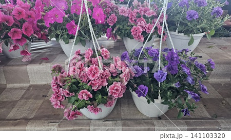 Close up of blooming pink and purple calibrachoa flowers in hanging basket with vibrant summer colors. Blooming pink and purple calibrachoa flowers in hanging baskets decorating summer garden close up Close up of blooming pink and purple calibrachoa flowers in hanging basket with vibrant summer colors. Blooming pink and purple calibrachoa flowers in hanging baskets decorating summer garden close up 141103320
