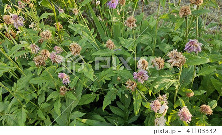 Fading bee balm flowers with dried seed heads in summer garden showing natural bloom cycle close up 141103332