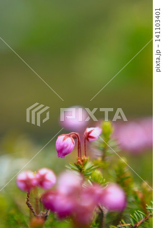 エゾノツガザクラの花 エゾノツガザクラの花 141103401