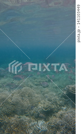Large school of Bigeye trevally (Caranx sexfasciatus) cruising in the hazy blue water near the surface giving it a magical underwater summer scene. Dauin, Philippines 141103449