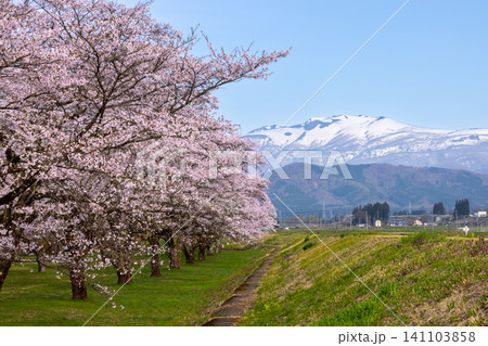 岩手県岩手郡雫石町根堀 さくらの名所雫石川園地のソメイヨシノ桜並木と残雪の秋田駒ケ岳などの景色 岩手県岩手郡雫石町根堀 さくらの名所雫石川園地のソメイヨシノ桜並木と残雪の秋田駒ケ岳などの景色 141103858