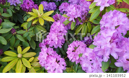 Rhododendron is a beautiful flowering bush plant with lilac flowers in Sweden Rhododendron is a beautiful flowering bush plant with lilac flowers in Sweden 141103952