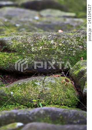 苔むした熊野古道に沢蟹 苔むした熊野古道に沢蟹 141104127