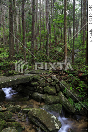 森の中の苔むした石橋の熊野古道 森の中の苔むした石橋の熊野古道 141104140