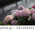 薄日を浴びた水辺の紫陽花たち（アジサイ神社の用水路近く） 141104201