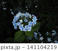 アジサイ神社のガクアジサイ（薄日を浴びたペイルブルーの紫陽花） 141104219