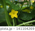 雨上がりのキュウリの黄色い花（胡瓜の花のクローズアップ） 141104269