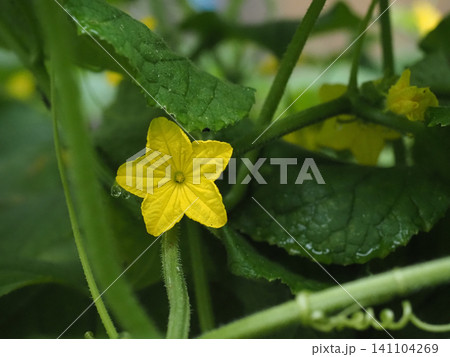 雨上がりのキュウリの黄色い花(胡瓜の花のクローズアップ) 雨上がりのキュウリの黄色い花(胡瓜の花のクローズアップ) 141104269