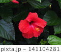 赤いハイビスカスの花のクローズアップ（雨上がりのブッソウゲ） 141104281
