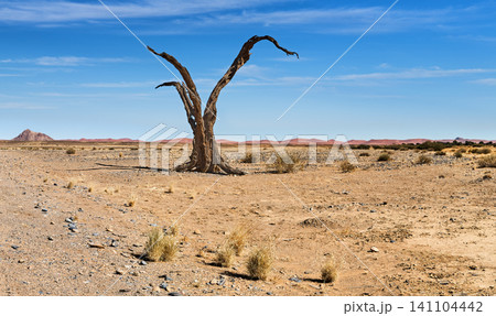 Desert landscape with a dead tree in Namib Desert Desert landscape with a dead tree in Namib Desert 141104442
