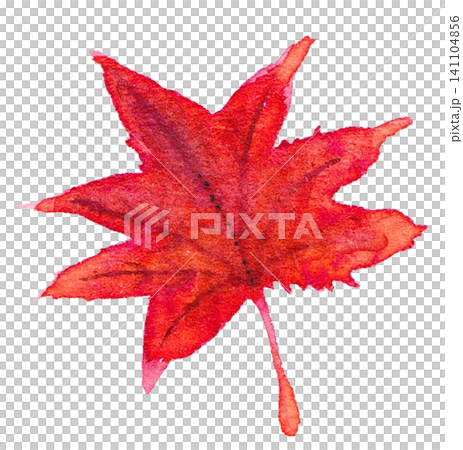 Watercolor illustration: Autumn leaves Watercolor illustration: Autumn leaves 141104856