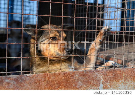 Homeless Dog in Shelter Kennel Waiting for Adoptio. Animal Rescue Homeless Dog in Shelter Kennel Waiting for Adoptio. Animal Rescue 141105350