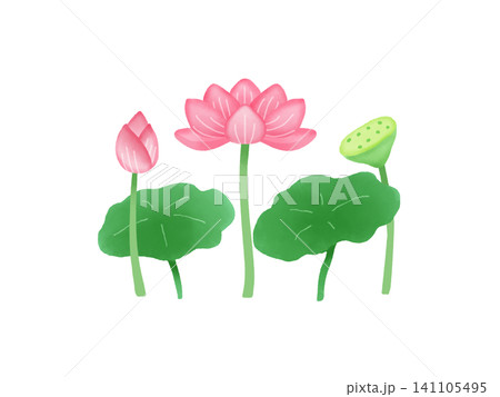 ピンクのハスの花のイラスト ピンクのハスの花のイラスト 141105495