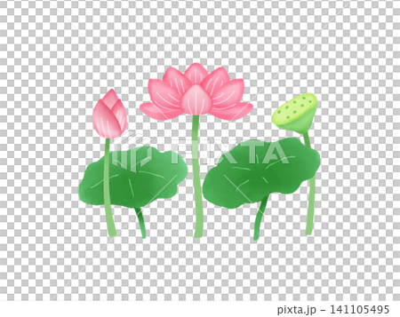 ピンクのハスの花のイラスト ピンクのハスの花のイラスト 141105495