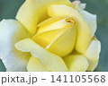 黄色いバラの花のアップ 141105568