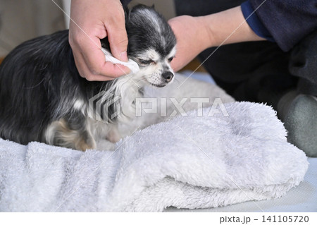 愛犬のお手入れ 顔拭き 涙焼け 耳掃除 グルーミング 愛犬のお手入れ 顔拭き 涙焼け 耳掃除 グルーミング 141105720