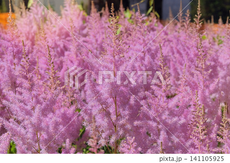 Pink flowers. Astilbe is grown as garden plants. Cottage garden in sunny day. Blooming bright purple flowers. Perennial herbaceous plant. Pink flowers. Astilbe is grown as garden plants. Cottage garden in sunny day. Blooming bright purple flowers. Perennial herbaceous plant. 141105925