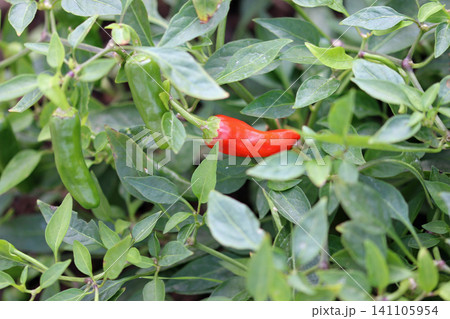 Red chilli pepper fruits in close up Red chilli pepper fruits in close up 141105954