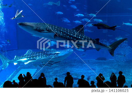 沖縄美ら海水族館の巨大水槽を泳ぐジンベエザメと魚たち 沖縄美ら海水族館の巨大水槽を泳ぐジンベエザメと魚たち 141106025
