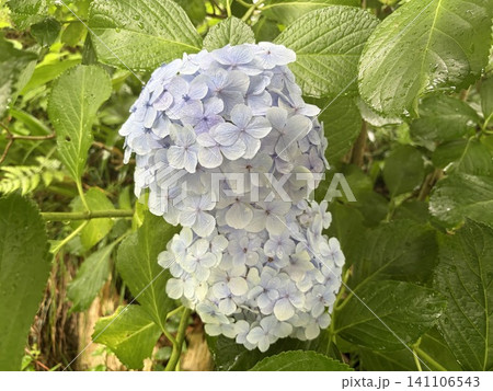 紫陽花2607091 紫陽花2607091 141106543