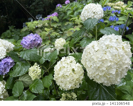 紫陽花2607096 141106548