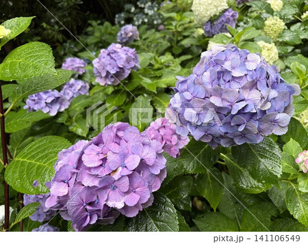 紫陽花2607097 紫陽花2607097 141106549