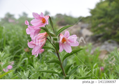 夏の朝日連峰に咲く花 ヒメサユリ 夏の朝日連峰に咲く花 ヒメサユリ 141106697