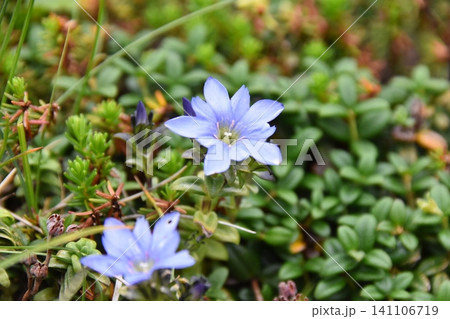 夏の朝日連峰に咲く花 ミヤマリンドウ 夏の朝日連峰に咲く花 ミヤマリンドウ 141106719