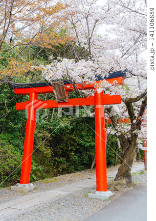 赤い鳥居と桜が続くお稲荷様 竹中稲荷社 赤い鳥居と桜が続くお稲荷様 竹中稲荷社 141106889