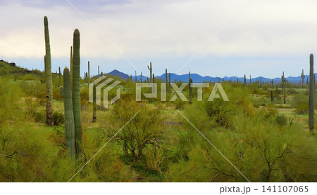 Old Saguaro Cactus Sonora desert Arizona Old Saguaro Cactus Sonora desert Arizona 141107065